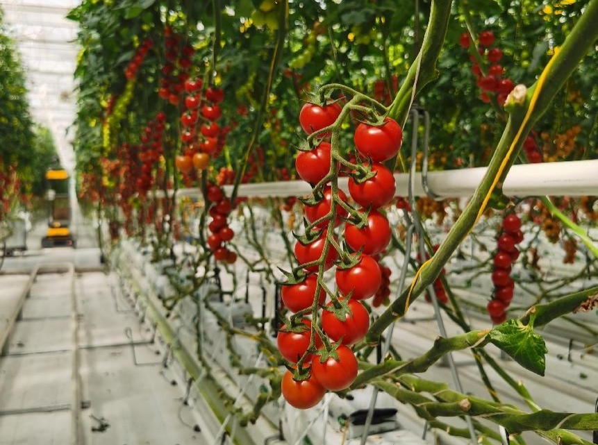 淇县智慧农业产业园首个生产周期交出满意答卷 淇县智慧农业产业园首个生产周期交出满意答卷