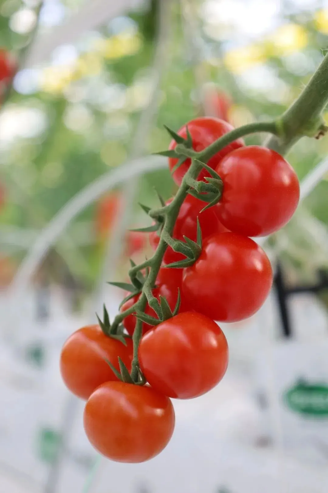 再添一个“国字号”！淇县智慧农业产业园串收番茄获评全国名特优新农产品